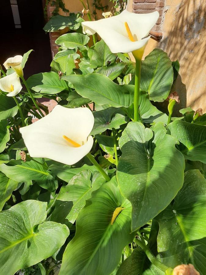 Appartement Il Giardino Sul Corso à Scafati Extérieur photo